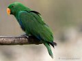 eclectus-g91_1645