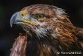 aigle-gh6_0042