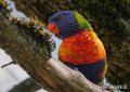 loriquet-gh6_0228