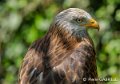 milan-royal-gh6_0044