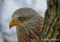 milan-royal-gh6_0150