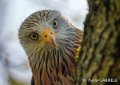 milan-royal-gh6_0152