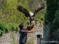 pygargue-gh6_0068