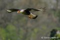 caracara-gh6_0120