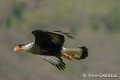 caracara-gh6_0121