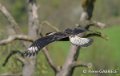 caracara-gh6_0122