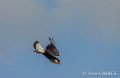 caracara-gh6_0123