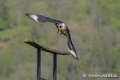 caracara-gh6_0125