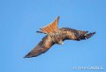 milan-royal-gh6_0161