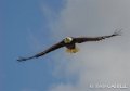 pygargue-gh6_0049