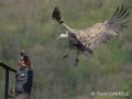 vautour-gh6_0175