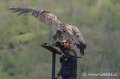 vautour-gh6_0176
