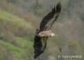 vautour-gh6_0179