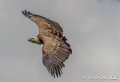vautour-gh6_0184