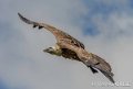 vautour-gh6_0185