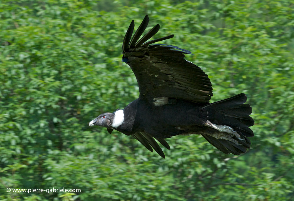 condor_6755.jpg