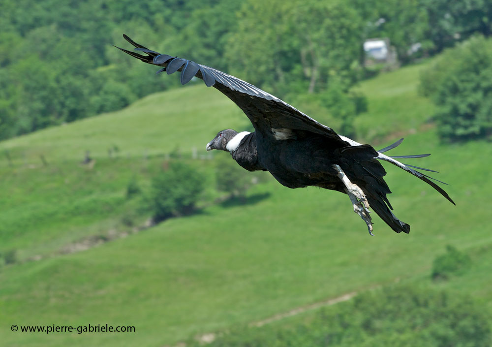 condor_6756.jpg