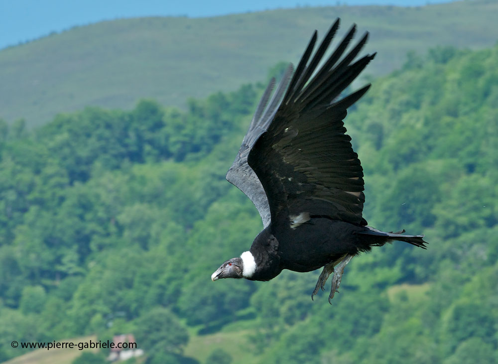 condor_6758.jpg