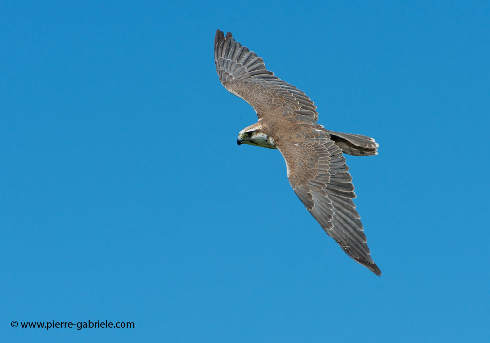 faucon_6618.jpg