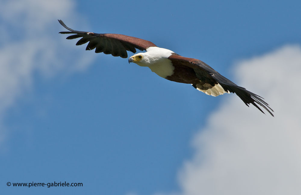 pygargue_6611.jpg