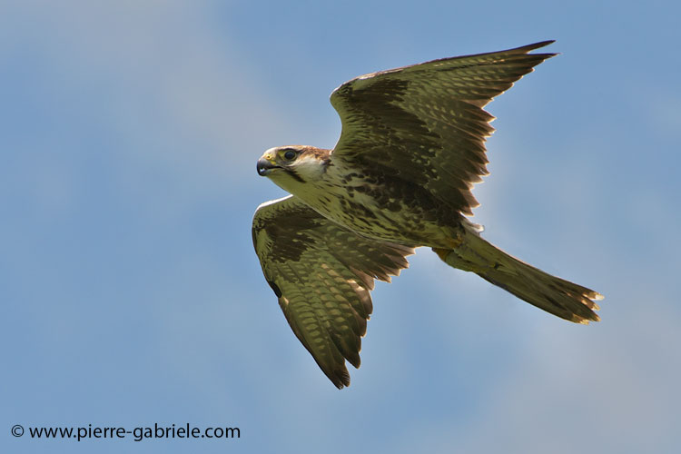 faucon_3259.jpg