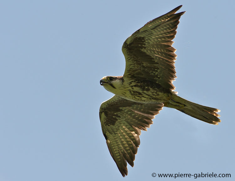 faucon_3261.jpg