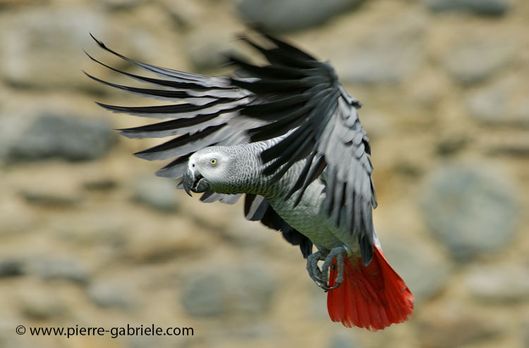 gris-du-gabon_3463.jpg