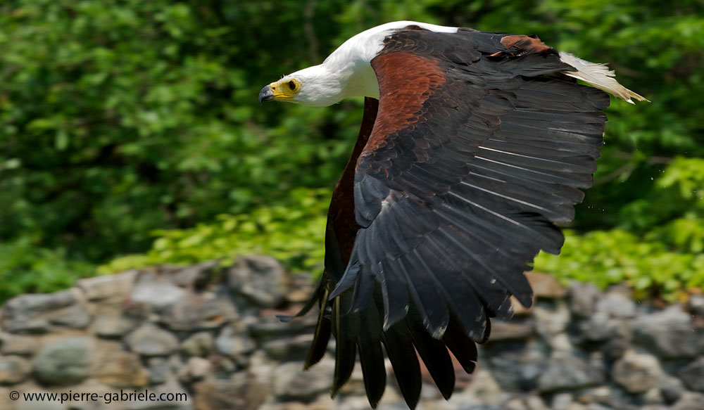 pygargue_3216.jpg