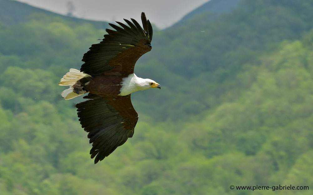 pygargue_3221.jpg