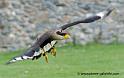 caracara_1185