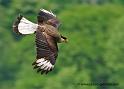 caracara_3300
