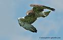 circaete_3354