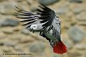 gris-du-gabon_3463