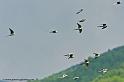 perruche_3460