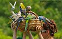 perruche_3481
