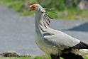 serpentaire_3280