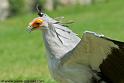 serpentaire_3281