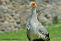 serpentaire_3283
