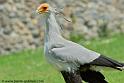 serpentaire_3284