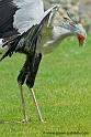 serpentaire_3285
