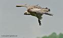 vautour_3425