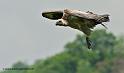 vautour_3426