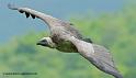 vautour_3434