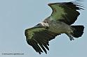 vautour_3435