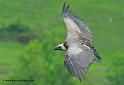 vautour_3446