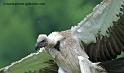 vautour_3449