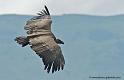 vautour_3450