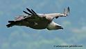 vautour_3454