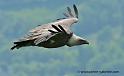 vautour_3455