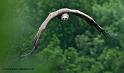 vautour_3458